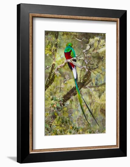 Resplendent quetzal (Pharomachrus mocinno) perching on branch, Talamanca Mountains, Costa Rica-Panoramic Images-Framed Photographic Print