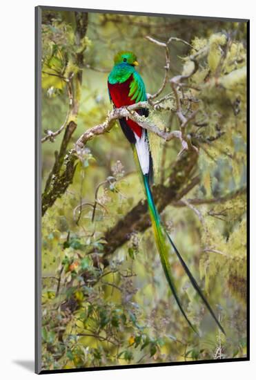 Resplendent quetzal (Pharomachrus mocinno) perching on branch, Talamanca Mountains, Costa Rica-Panoramic Images-Mounted Photographic Print