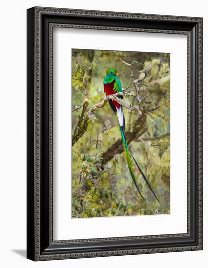 Resplendent quetzal (Pharomachrus mocinno) perching on branch, Talamanca Mountains, Costa Rica-Panoramic Images-Framed Photographic Print