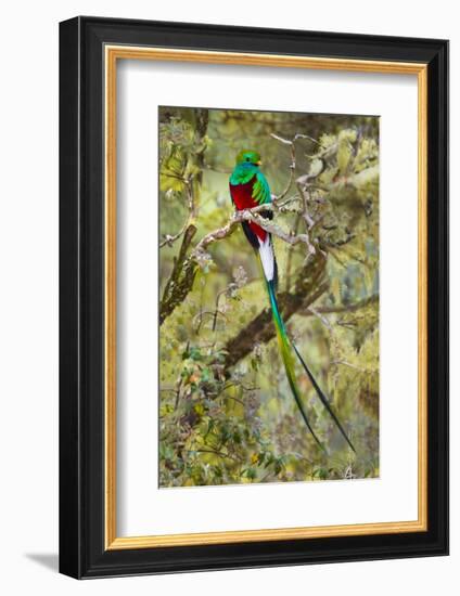 Resplendent quetzal (Pharomachrus mocinno) perching on branch, Talamanca Mountains, Costa Rica-Panoramic Images-Framed Photographic Print