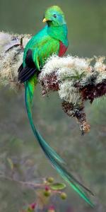 Resplendent Quetzal (Pharomachrus Mocinno), Savegre, Costa Rica