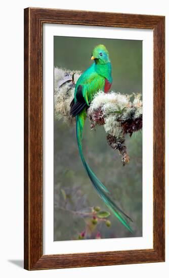 Resplendent Quetzal (Pharomachrus Mocinno), Savegre, Costa Rica-null-Framed Photographic Print