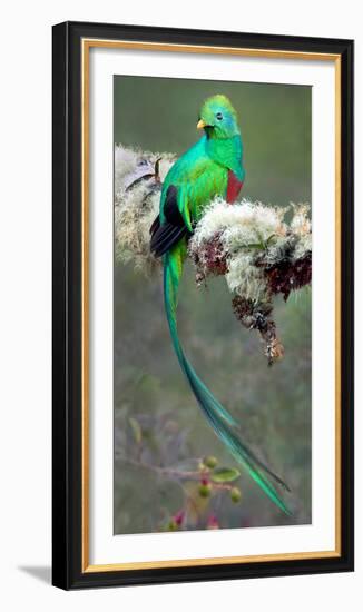 Resplendent Quetzal (Pharomachrus Mocinno), Savegre, Costa Rica-null-Framed Photographic Print