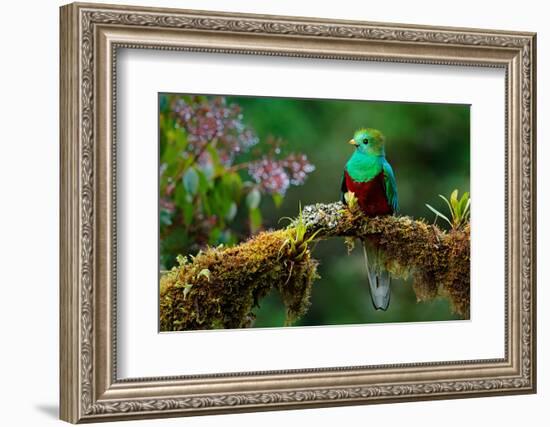 Resplendent Quetzal, Pharomachrus Mocinno, Savegre in Costa Rica, with Green Forest in Background.-Ondrej Prosicky-Framed Photographic Print