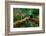 Resplendent Quetzal, Pharomachrus Mocinno, Savegre in Costa Rica, with Green Forest in Background.-Ondrej Prosicky-Framed Photographic Print