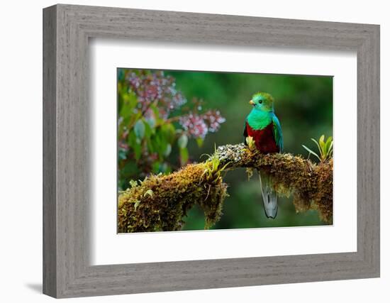 Resplendent Quetzal, Pharomachrus Mocinno, Savegre in Costa Rica, with Green Forest in Background.-Ondrej Prosicky-Framed Photographic Print