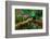 Resplendent Quetzal, Pharomachrus Mocinno, Savegre in Costa Rica, with Green Forest in Background.-Ondrej Prosicky-Framed Photographic Print