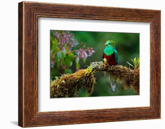 Resplendent Quetzal, Pharomachrus Mocinno, Savegre in Costa Rica, with Green Forest in Background.-Ondrej Prosicky-Framed Photographic Print