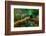 Resplendent Quetzal, Pharomachrus Mocinno, Savegre in Costa Rica, with Green Forest in Background.-Ondrej Prosicky-Framed Photographic Print