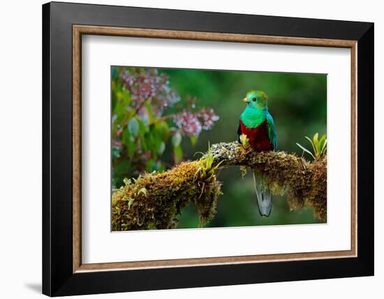 Resplendent Quetzal, Pharomachrus Mocinno, Savegre in Costa Rica, with Green Forest in Background.-Ondrej Prosicky-Framed Photographic Print