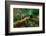 Resplendent Quetzal, Pharomachrus Mocinno, Savegre in Costa Rica, with Green Forest in Background.-Ondrej Prosicky-Framed Photographic Print