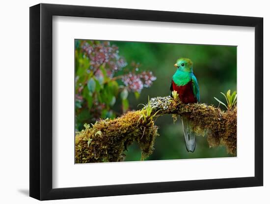 Resplendent Quetzal, Pharomachrus Mocinno, Savegre in Costa Rica, with Green Forest in Background.-Ondrej Prosicky-Framed Photographic Print