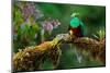 Resplendent Quetzal, Pharomachrus Mocinno, Savegre in Costa Rica, with Green Forest in Background.-Ondrej Prosicky-Mounted Photographic Print
