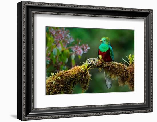 Resplendent Quetzal, Pharomachrus Mocinno, Savegre in Costa Rica, with Green Forest in Background.-Ondrej Prosicky-Framed Photographic Print