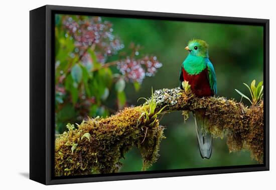 Resplendent Quetzal, Pharomachrus Mocinno, Savegre in Costa Rica, with Green Forest in Background.-Ondrej Prosicky-Framed Premier Image Canvas