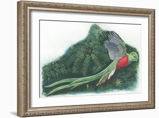 Resplendent Quetzal Pharomachrus Mocinno-null-Framed Giclee Print