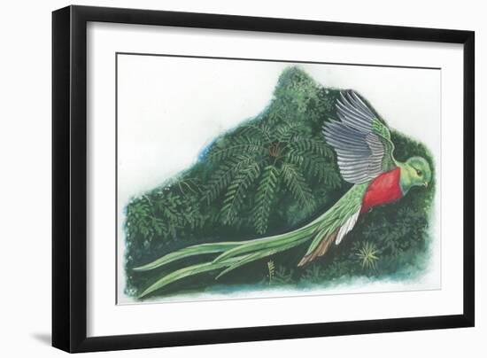 Resplendent Quetzal Pharomachrus Mocinno-null-Framed Giclee Print