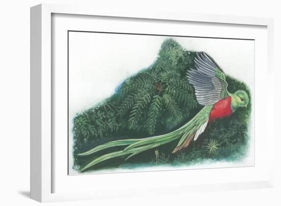 Resplendent Quetzal Pharomachrus Mocinno-null-Framed Giclee Print