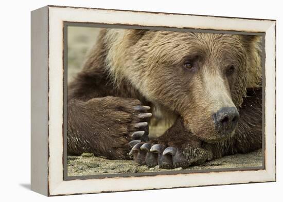 Resting Brown Bear, Katmai National Park, Alaska-null-Framed Premier Image Canvas