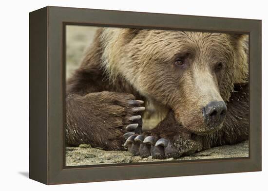 Resting Brown Bear, Katmai National Park, Alaska-null-Framed Premier Image Canvas