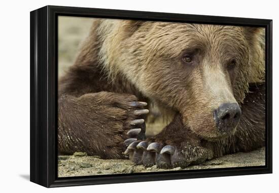 Resting Brown Bear, Katmai National Park, Alaska-null-Framed Premier Image Canvas