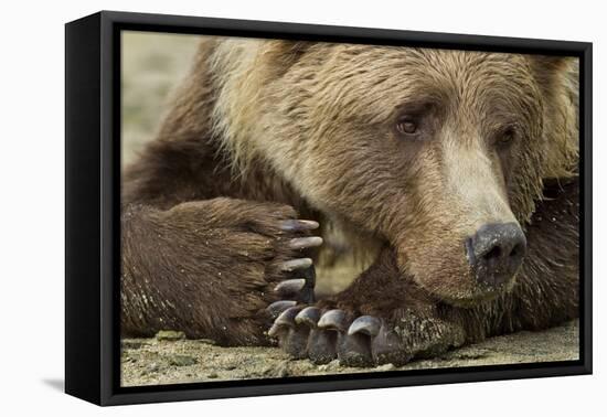 Resting Brown Bear, Katmai National Park, Alaska-null-Framed Premier Image Canvas