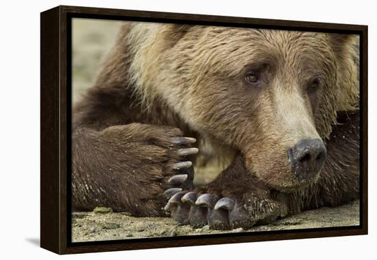 Resting Brown Bear, Katmai National Park, Alaska-null-Framed Premier Image Canvas