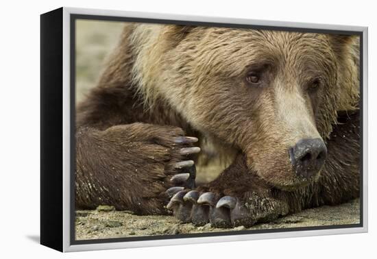 Resting Brown Bear, Katmai National Park, Alaska-null-Framed Premier Image Canvas