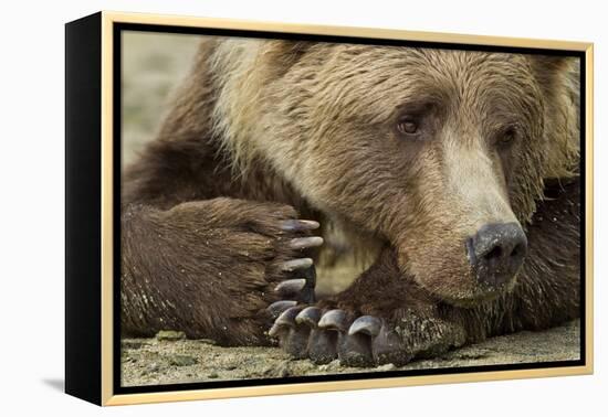 Resting Brown Bear, Katmai National Park, Alaska-null-Framed Premier Image Canvas