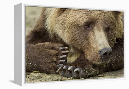 Resting Brown Bear, Katmai National Park, Alaska-null-Framed Premier Image Canvas