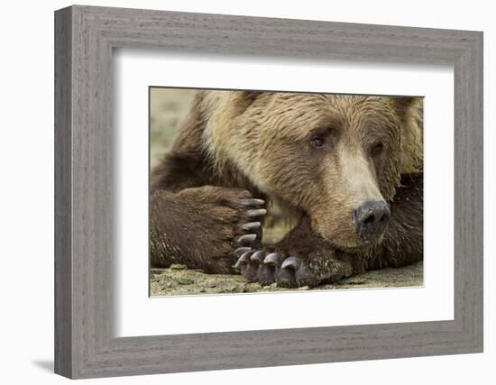 Resting Brown Bear, Katmai National Park, Alaska-null-Framed Photographic Print