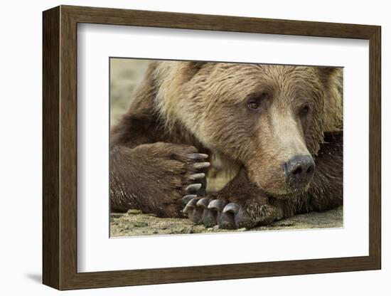 Resting Brown Bear, Katmai National Park, Alaska-null-Framed Photographic Print