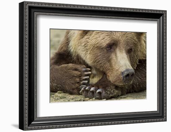 Resting Brown Bear, Katmai National Park, Alaska-null-Framed Photographic Print