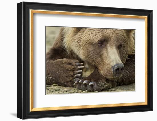 Resting Brown Bear, Katmai National Park, Alaska-null-Framed Photographic Print