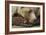 Resting Brown Bear, Katmai National Park, Alaska-null-Framed Photographic Print