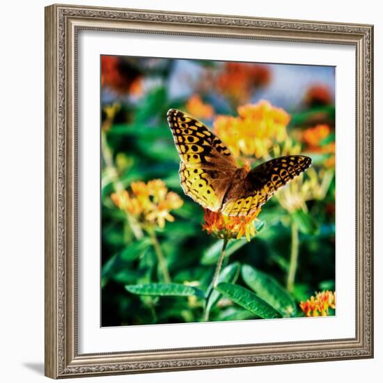 Resting Butterfly I-Alan Hausenflock-Framed Photo