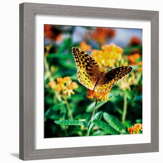 Resting Butterfly I-Alan Hausenflock-Framed Photo