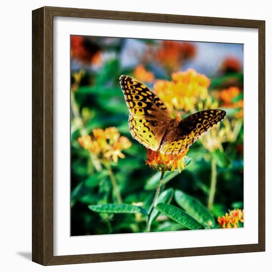 Resting Butterfly I-Alan Hausenflock-Framed Photo