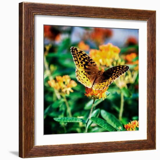 Resting Butterfly I-Alan Hausenflock-Framed Photo