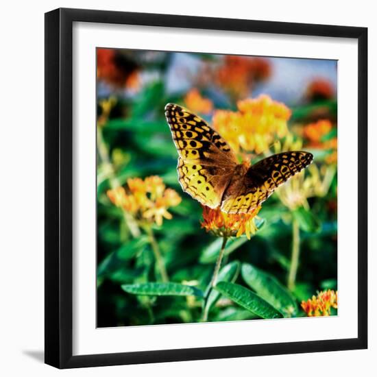 Resting Butterfly I-Alan Hausenflock-Framed Photo