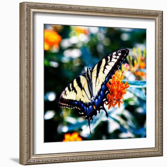 Resting Butterfly II-Alan Hausenflock-Framed Photo