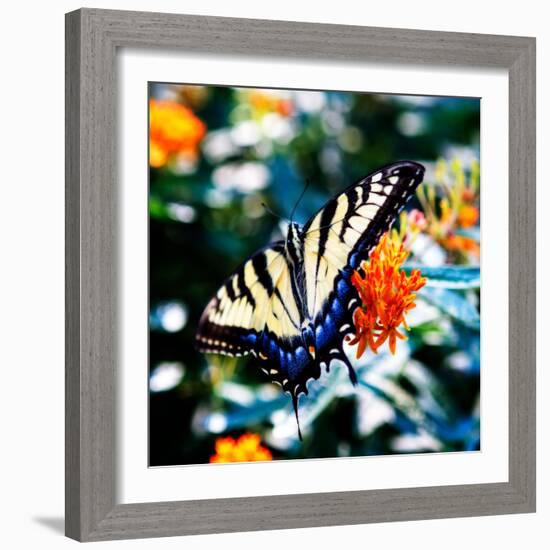 Resting Butterfly II-Alan Hausenflock-Framed Photo