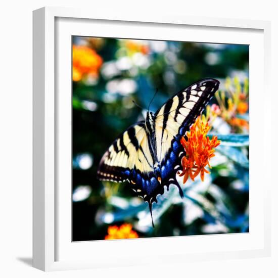 Resting Butterfly II-Alan Hausenflock-Framed Photo