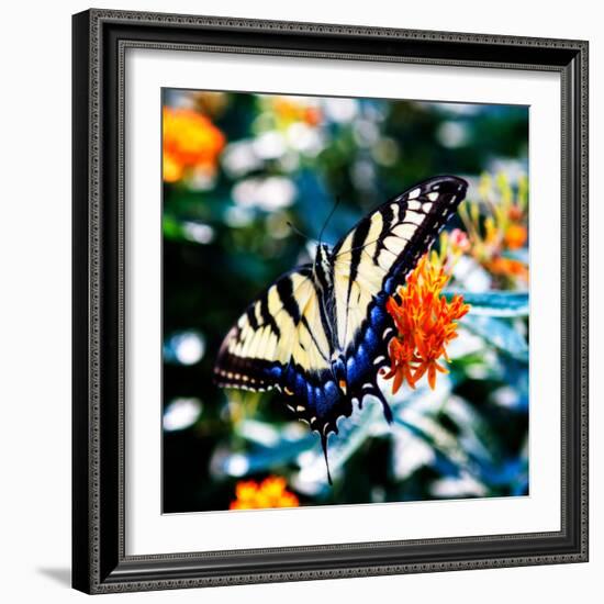 Resting Butterfly II-Alan Hausenflock-Framed Photo