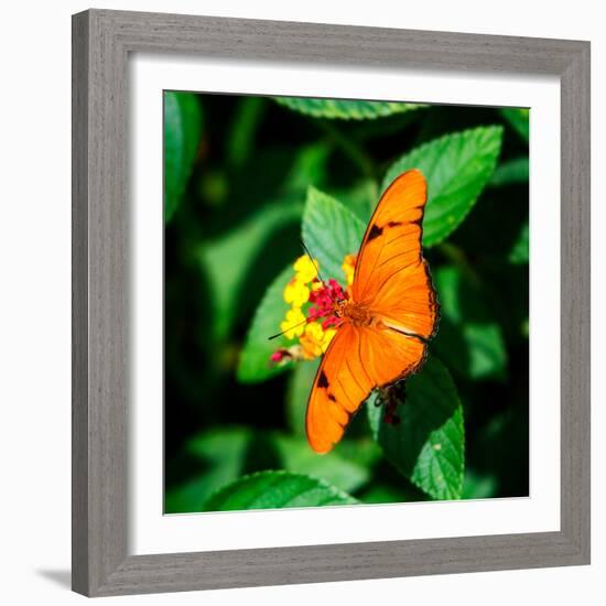 Resting Butterfly III-Alan Hausenflock-Framed Photo