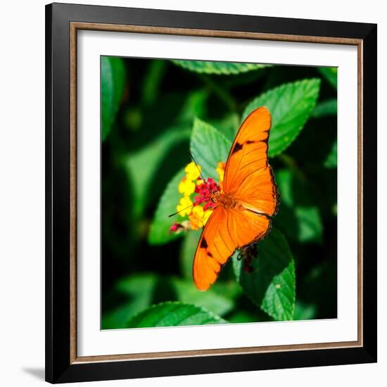 Resting Butterfly III-Alan Hausenflock-Framed Photo