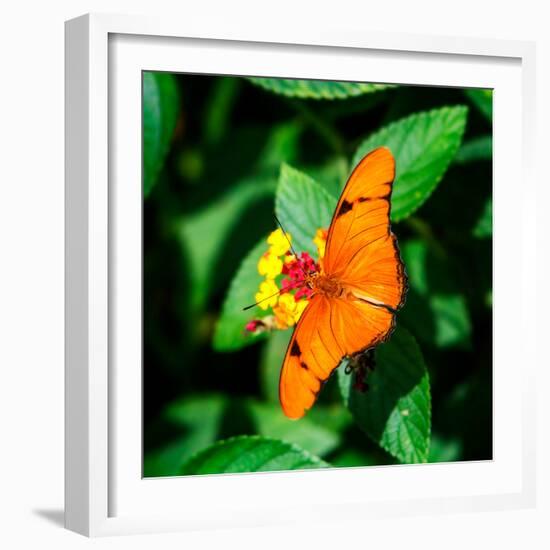 Resting Butterfly III-Alan Hausenflock-Framed Photo