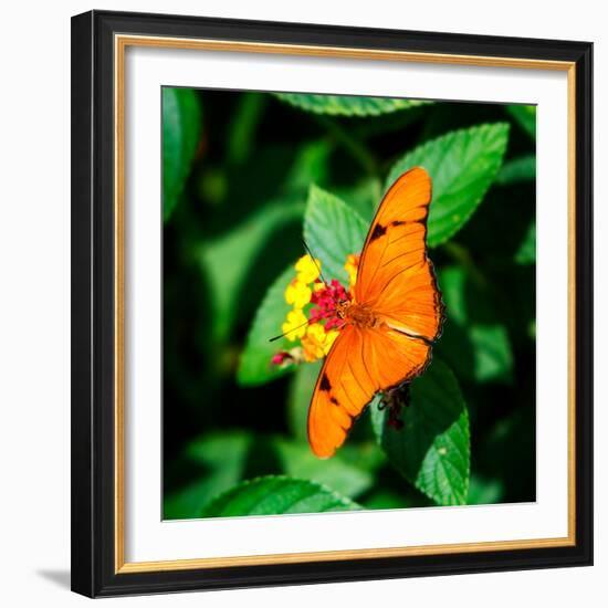 Resting Butterfly III-Alan Hausenflock-Framed Photo