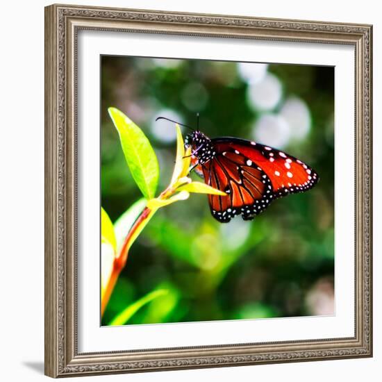 Resting Butterfly IV-Alan Hausenflock-Framed Photo