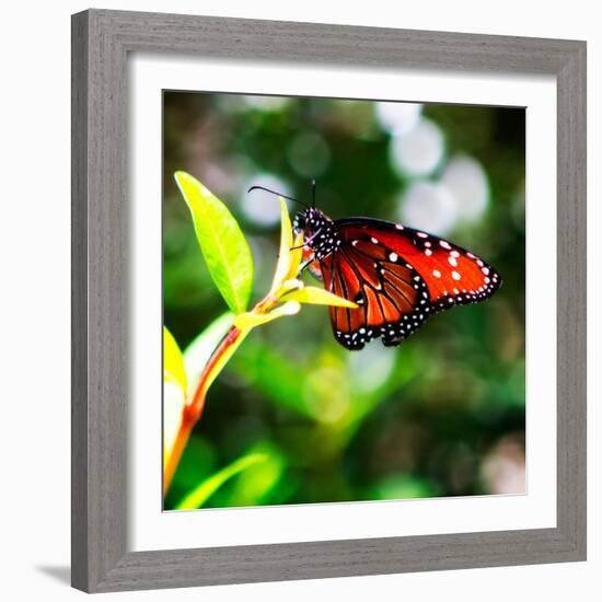 Resting Butterfly IV-Alan Hausenflock-Framed Photo